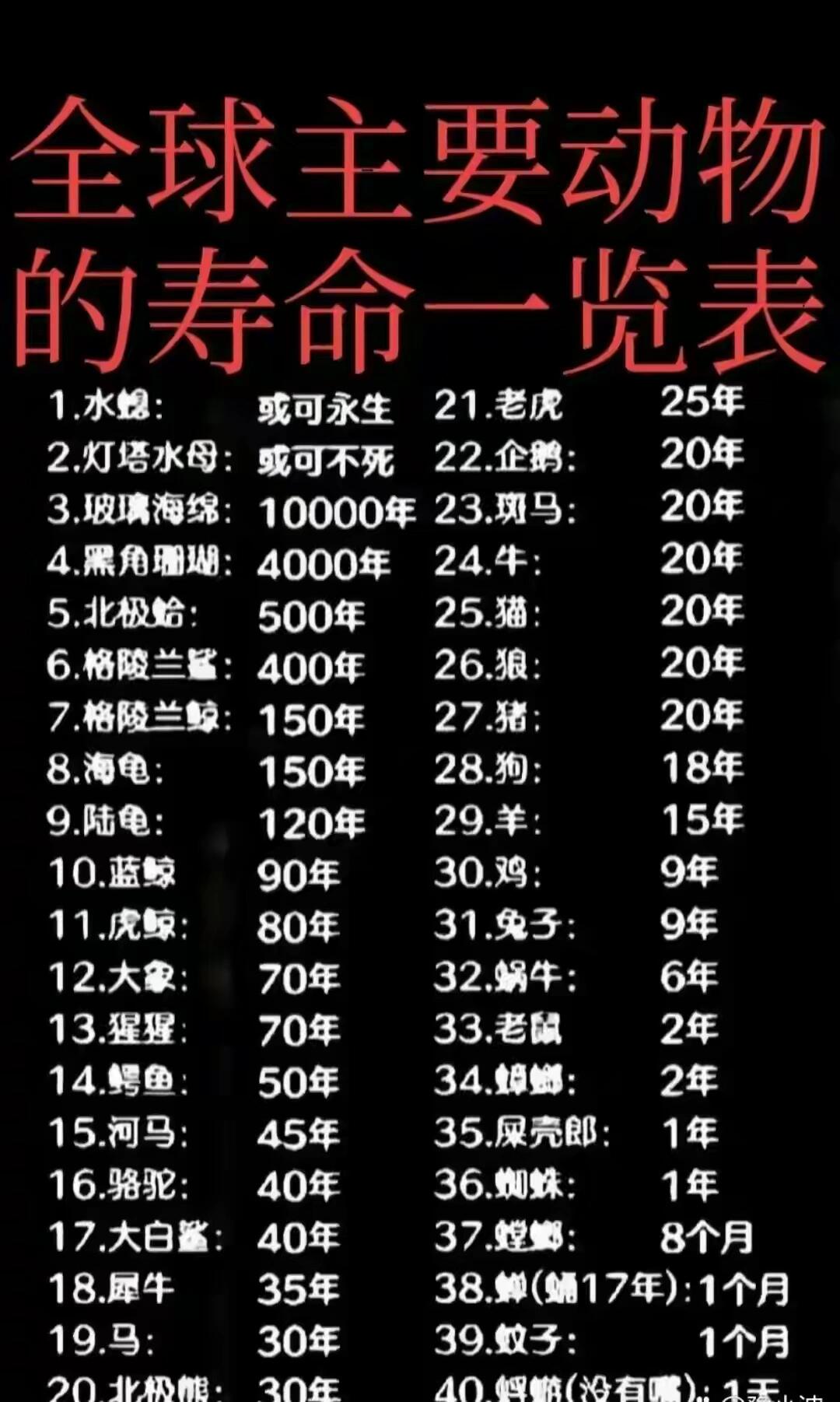 科普展现:老鼠寿命（宠物老鼠寿命）
