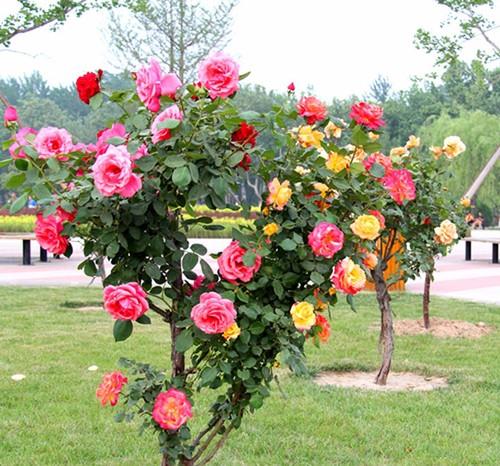 月季花风水禁忌