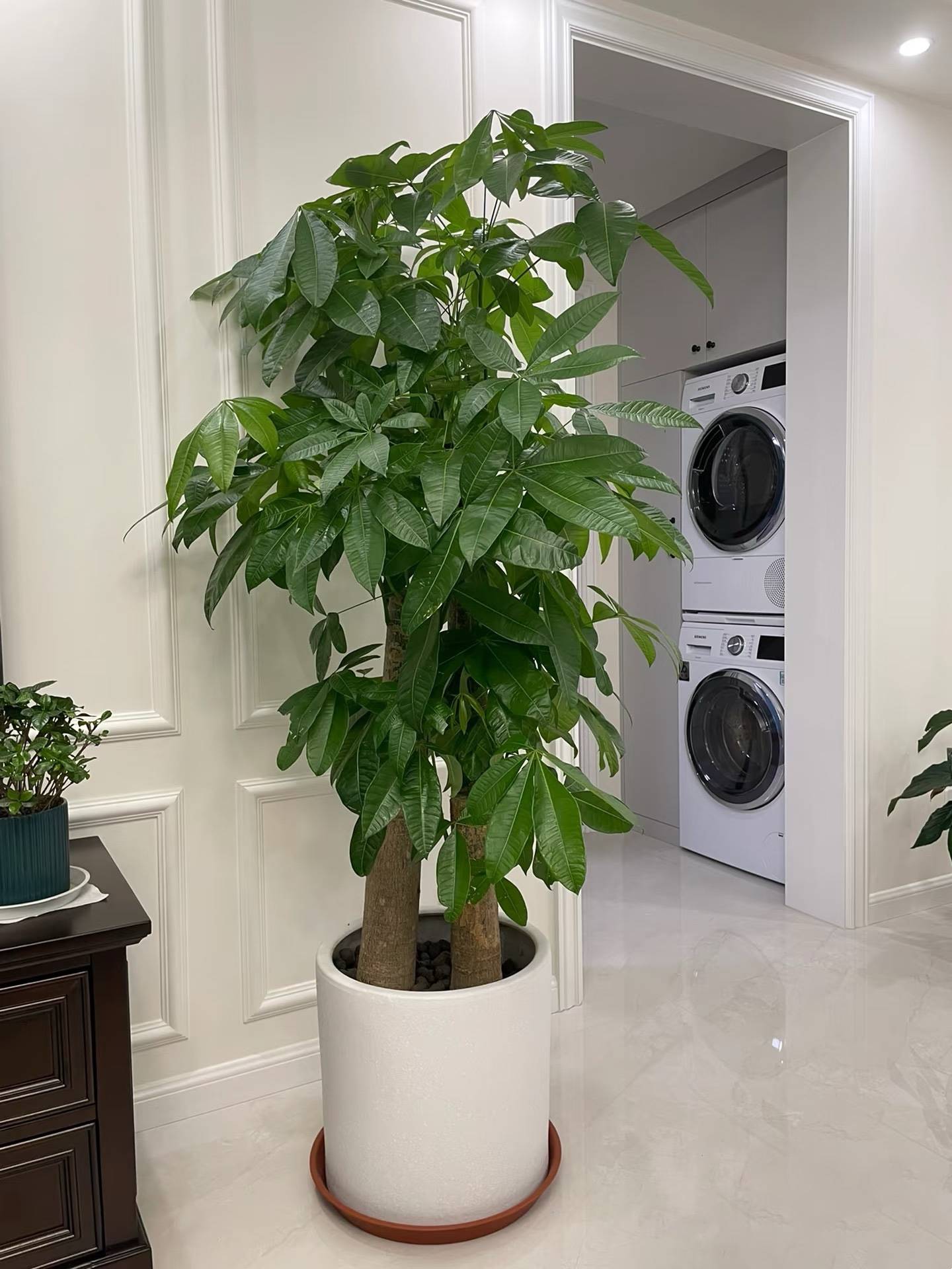 家居绿植选择禁忌